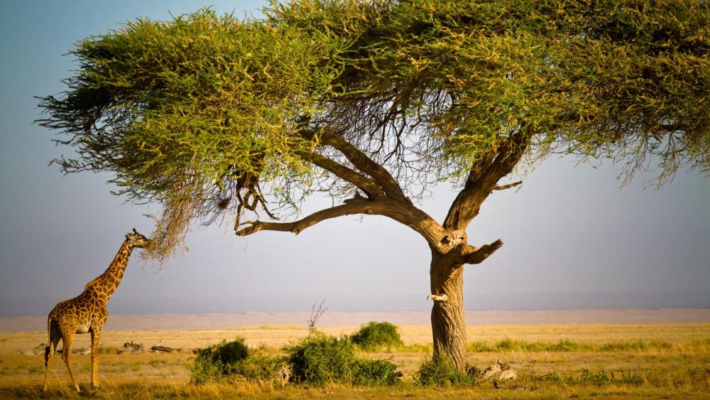 Masai Mara National Reserve Kenya Africa 3840x2160 4K动物高清壁纸 壁纸之家