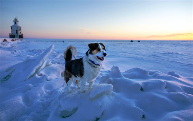 雪地灯塔 日出 小狗 5K壁纸