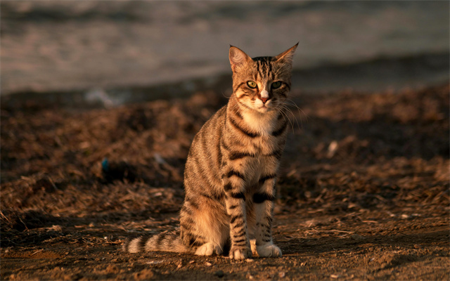 可爱动物 虎斑猫 动物摄影 5K壁纸