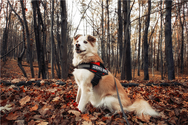 秋季森林 满地落叶 凯利小猎犬 4K壁纸