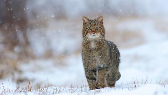 雪中矫健的猫高清电脑桌面壁纸图片